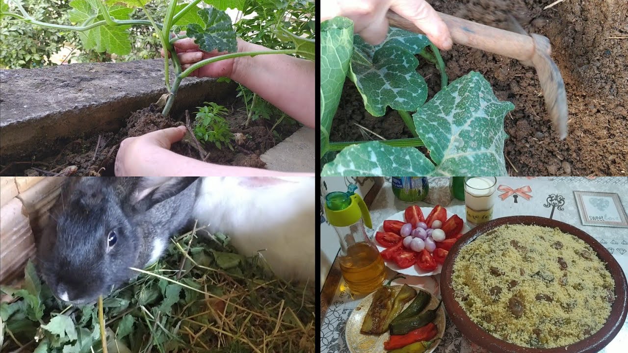 #روتين-خفيف مع شوية فلاحة غرست الكابويا ودرت عشاء ساهل وخفيف مسفوف الفول والجلبانة نحيتهم من المجمد