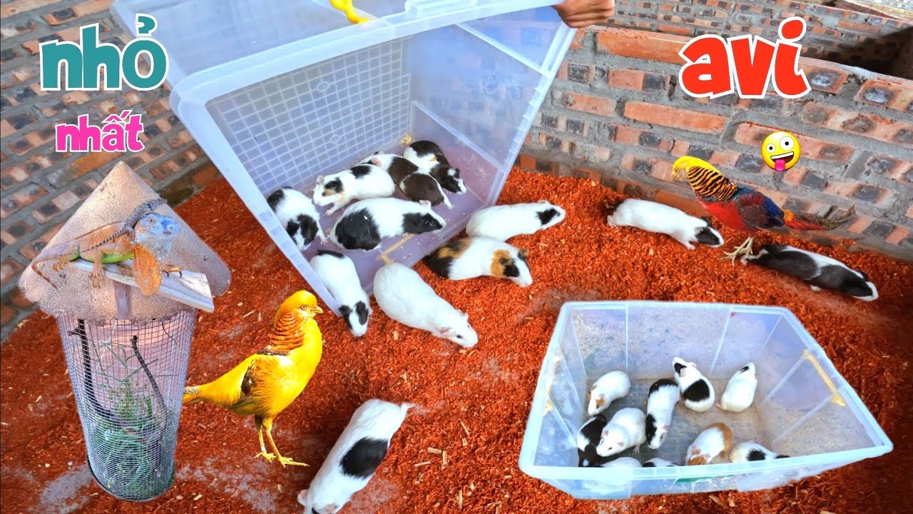 Tự Làm Chiếc Avi Nhỏ Nhất Nuôi Kỳ Nhông Và Tách Chuột Lang Ra Khỏi Chuồng Công Trĩ / Quế Nghịch