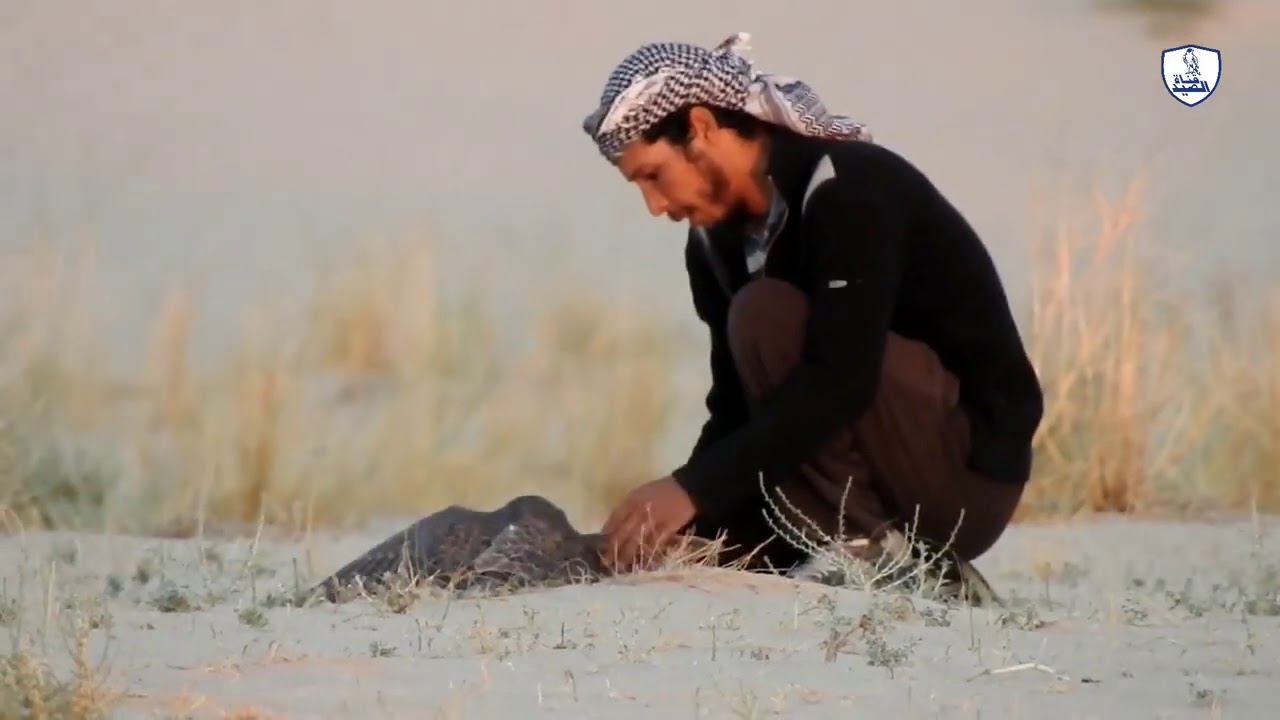 طريقة ترويض وتدريب الصقر للمبتدئين الجزء الثالث الدعو الملواح