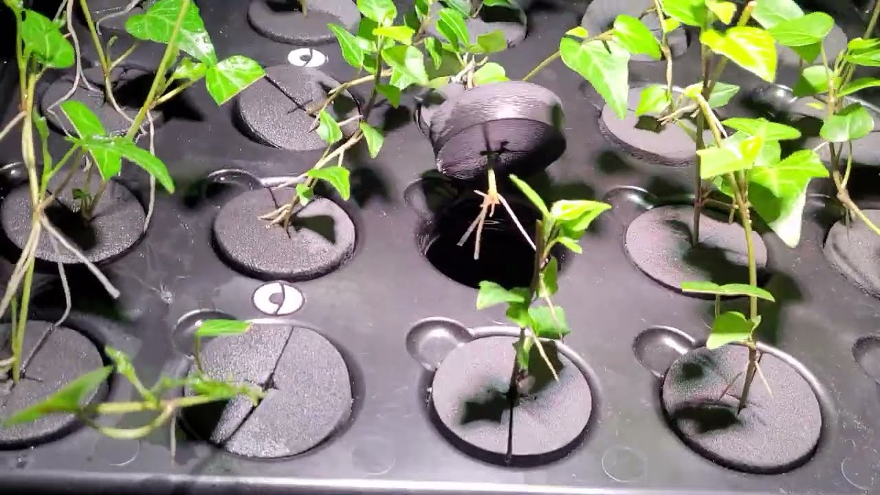 X-stream 20, ivy 2 weeks progress.