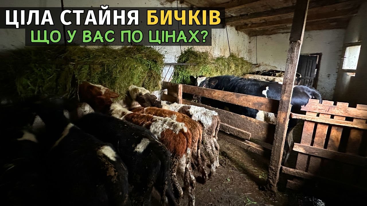 ПОСТАВИВ ВСІХ ТЕЛЯТ НА СТАЙНЮ! Голштини вже мають по 300 кг. Осіння відгодівля телят.