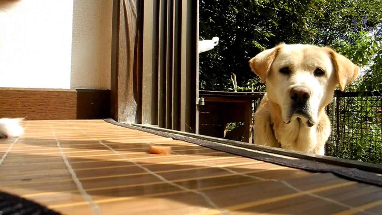 [大きいの]わん達におやつをあげてみた[小さいの]