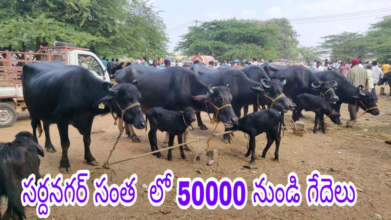 Buffalo market in Hyderabad@sardar nagar