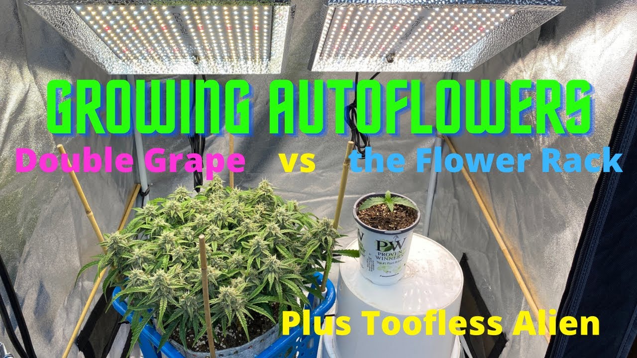 Growing Autoflowers, Double Grape, Toofless Alien Inside the Grow Tent,  More Lst, New LED&rsquo;s coming