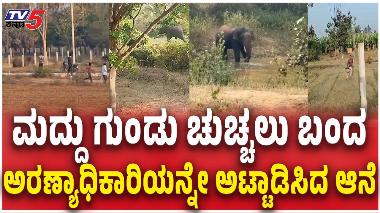 Elephant Chases Forest Officer in Mandya | ಮದ್ದು ಗುಂಡು ಚುಚ್ಚಲು ಬಂದ ಅರಣ್ಯಾಧಿಕಾರಿಯನ್ನೇ ಅಟ್ಟಾಡಿಸಿದ ಆನೆ