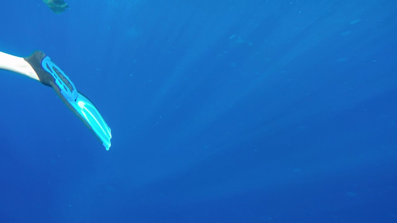 Pelagic swim with sharks off the North Shore, Oahu, HI