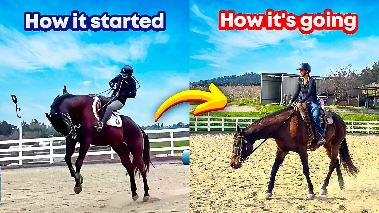 Stunning Transformation of a Dangerous Horse