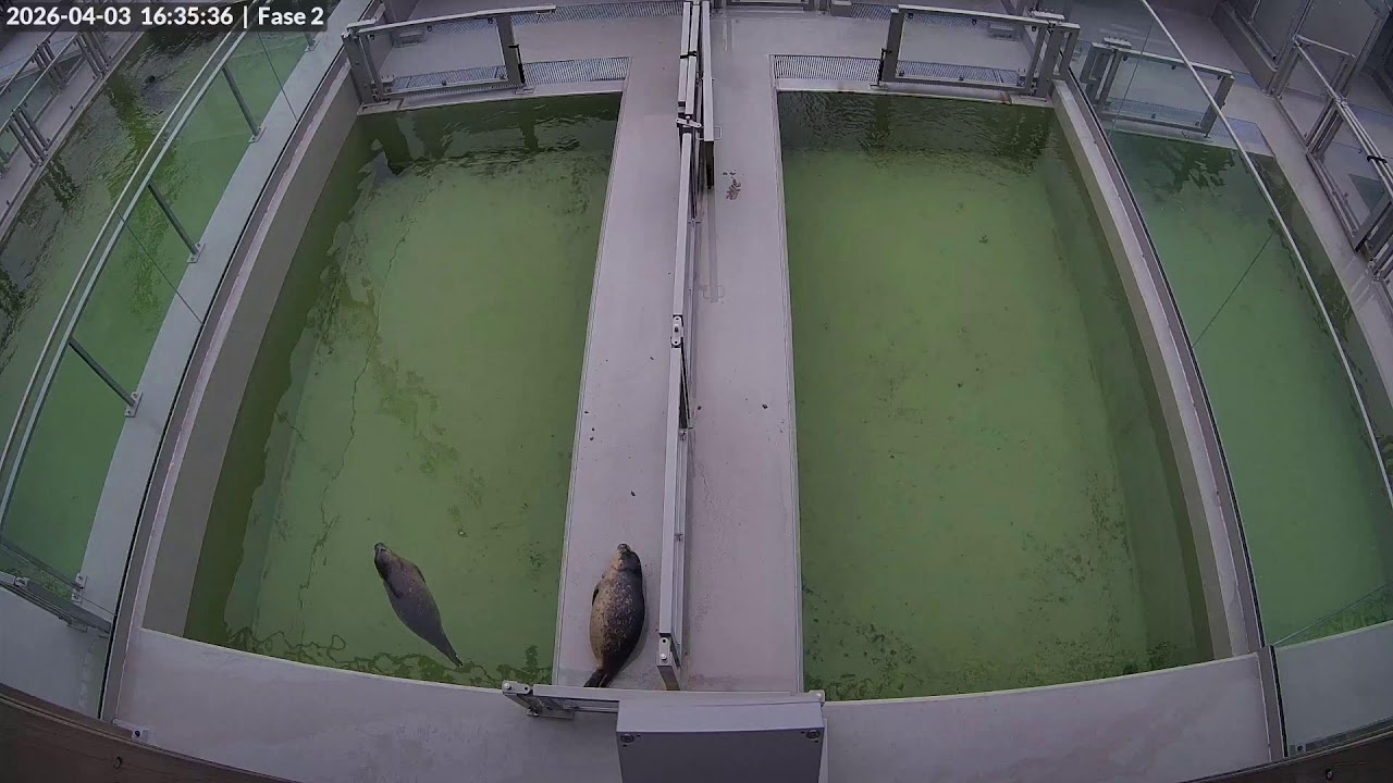Seals live | Phase 2 @ WEC Lauwersoog, Netherlands (Stichting Zeehondencentrum Pieterburen)