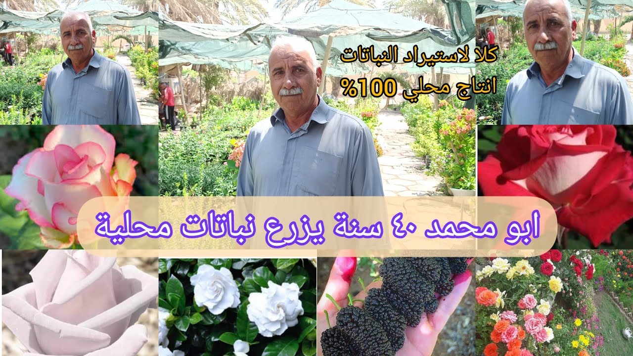 ابو محمد يكاثر النباتات منذ ٤٠ سنة صاحب مشتل الانوار العراق 🇮🇶 بابل الإنتاج عراقي 100% بيع جملة مفرد