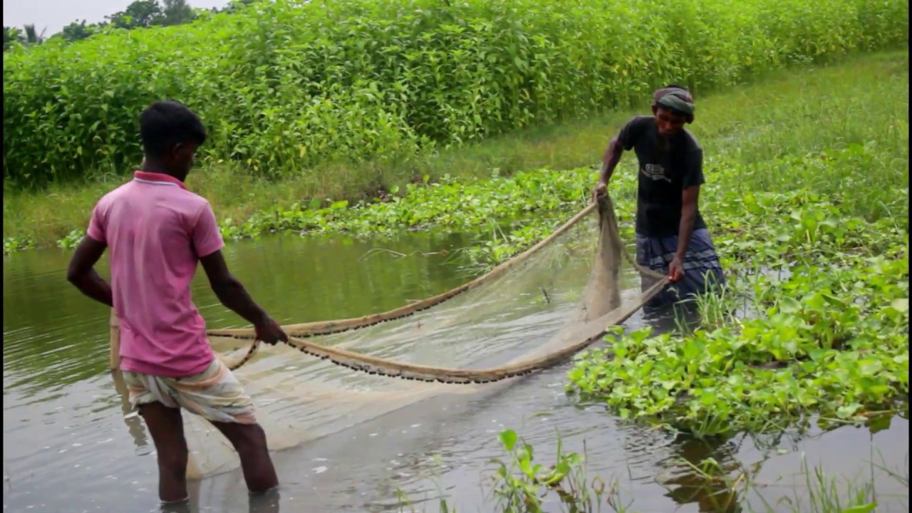 Best Cast Net Fishing Video - The Most Catch Fishing With Beautiful Natural - Net Fishing in Village