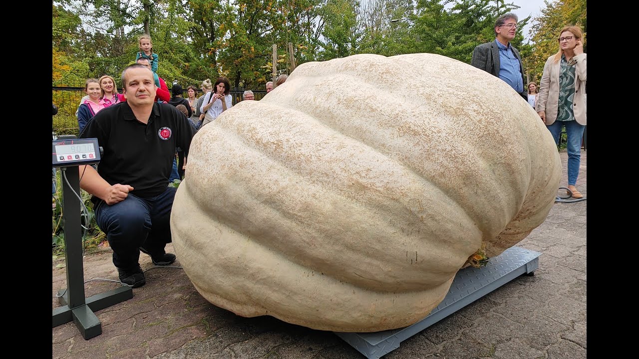 🎃 POWSIN - PADŁ NOWY REKORD POLSKI - DYNIA GIGANT 🇵🇱 Opis pod filmem / Pumpkin Giant