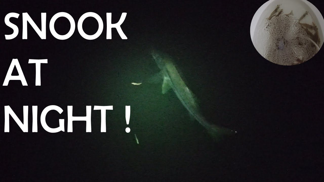 Florida Saltwater Canal Fishing (Almost Had To Give Fish CPR)