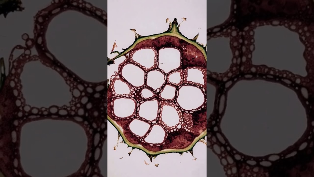 A detailed photograph of a plant stem cross-section, showing vascular bundles and pith
