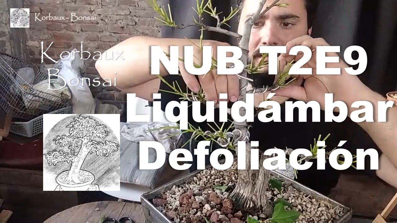 NUB T2E9 Liquidámbar. Defoliación