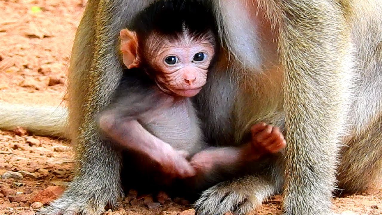 Jane Not! Newborn Baby Monkey Just Found In New Group! So Beautiful! So Cute Baby!
