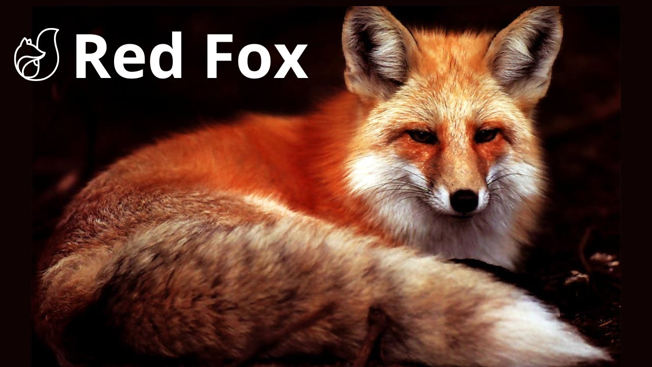 The Cunning and Intelligence of the Incredible Red Fox (Vulpes Vulpes)!