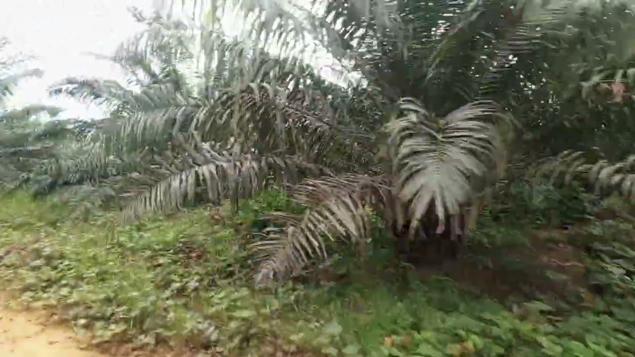 Tu peux mieux rentabiliser ta palmeraie si tu fais cette association. 
