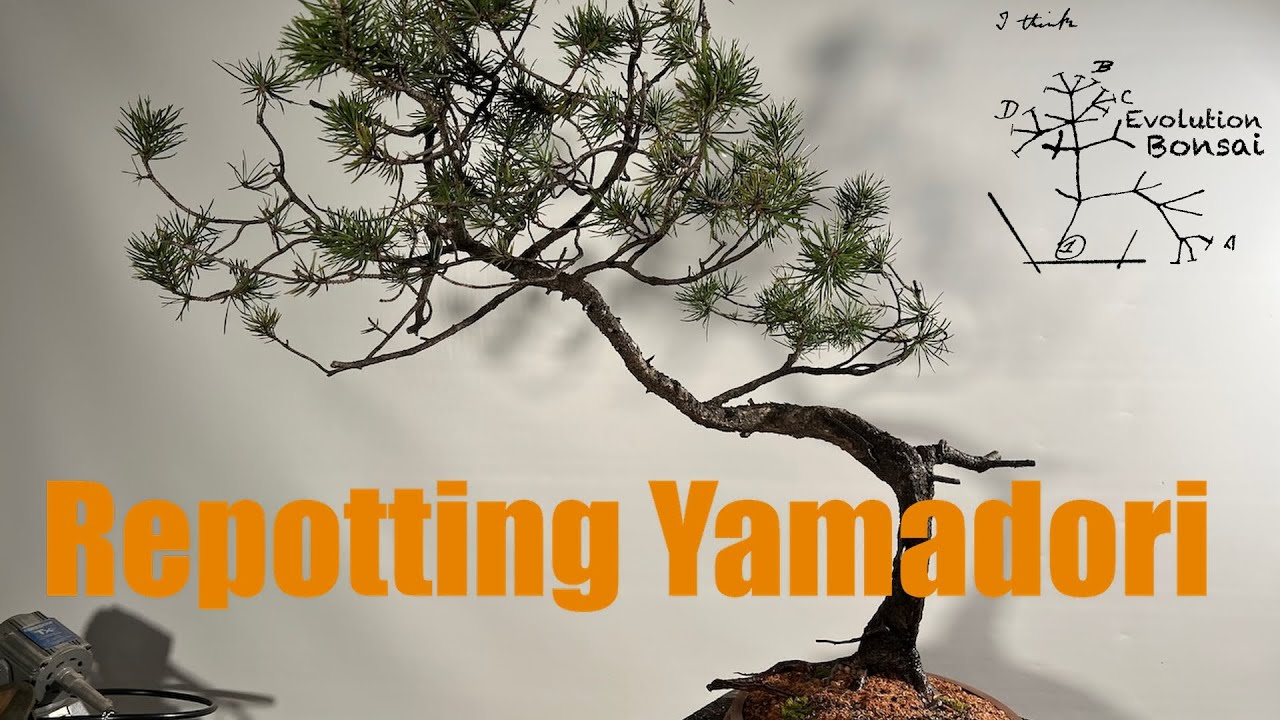 Bonsai from the Wild: Repotting a Yamadori Jack pine