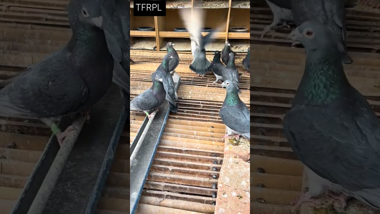 Black Diamond Imported Bloodline Racing Pigeon #pigeon #pigeonracing #racingpigeons #kabootar #racer
