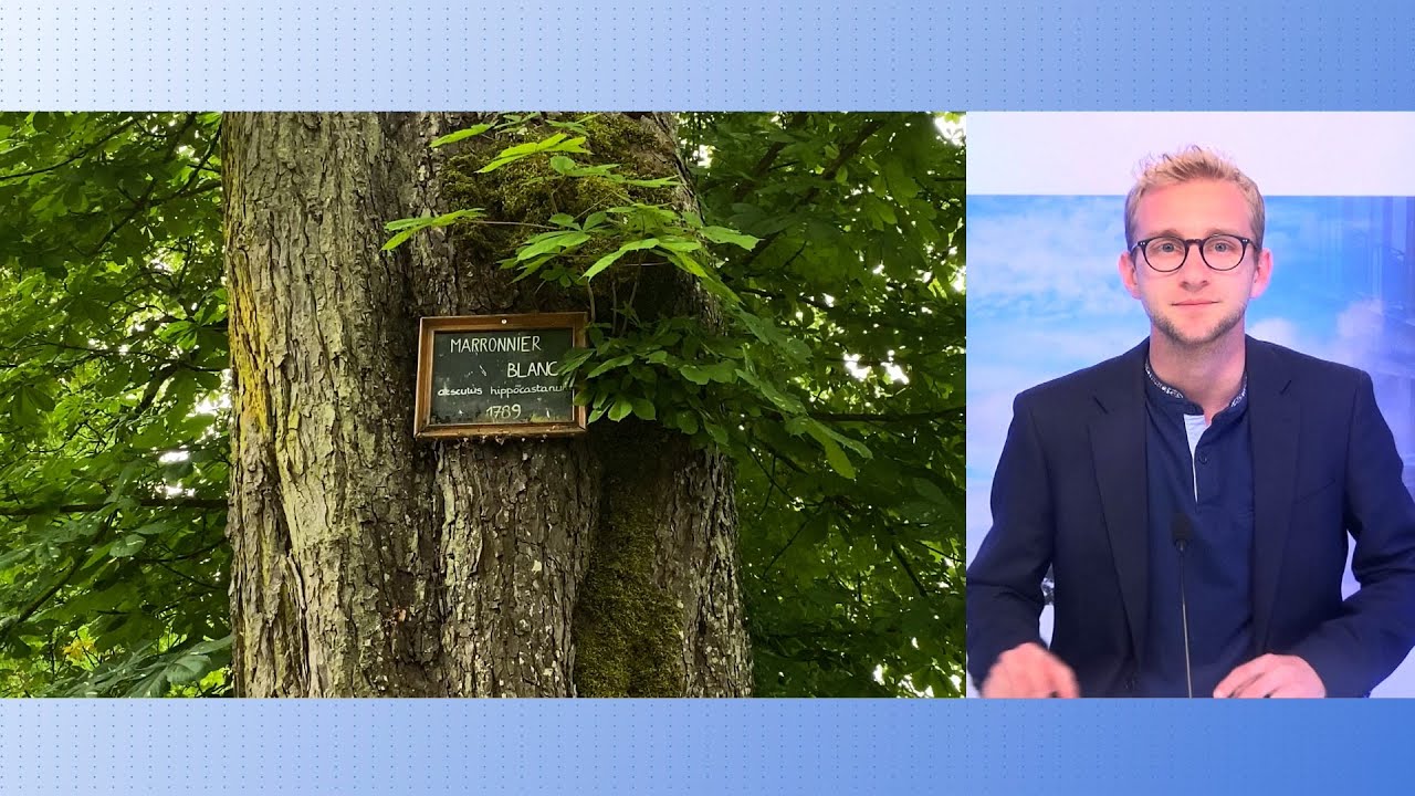 Un arbre remarquable dans le parc municipal à Ligny-en-Barrois