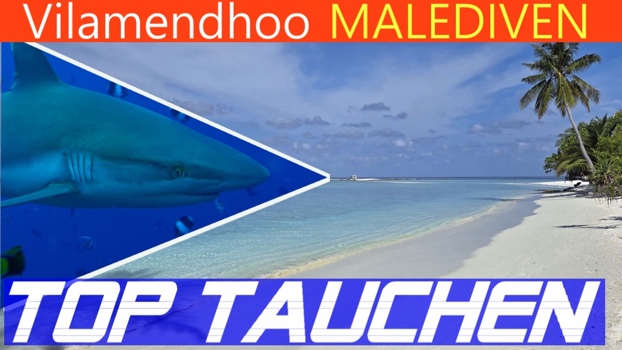 Vilamendhoo 2025 - Top Tauchen auf den Malediven