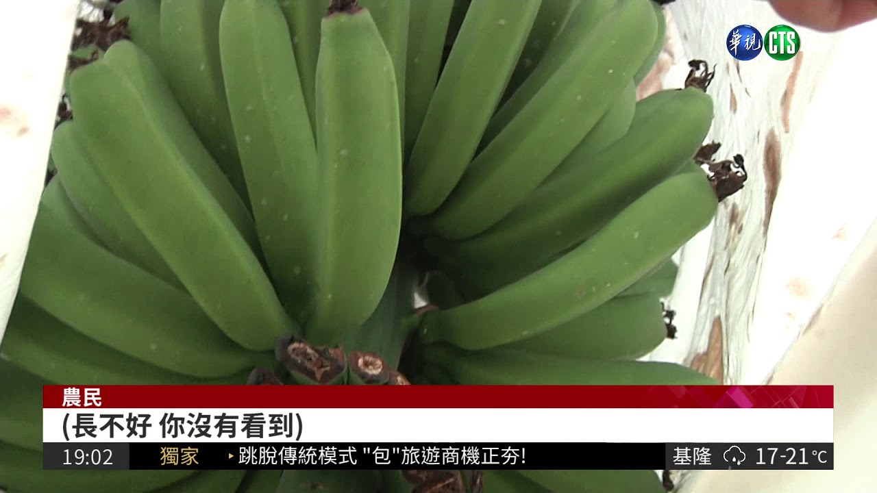 氟化物好毒! 香蕉長不大.鳳梨變形| 華視新聞 20180416