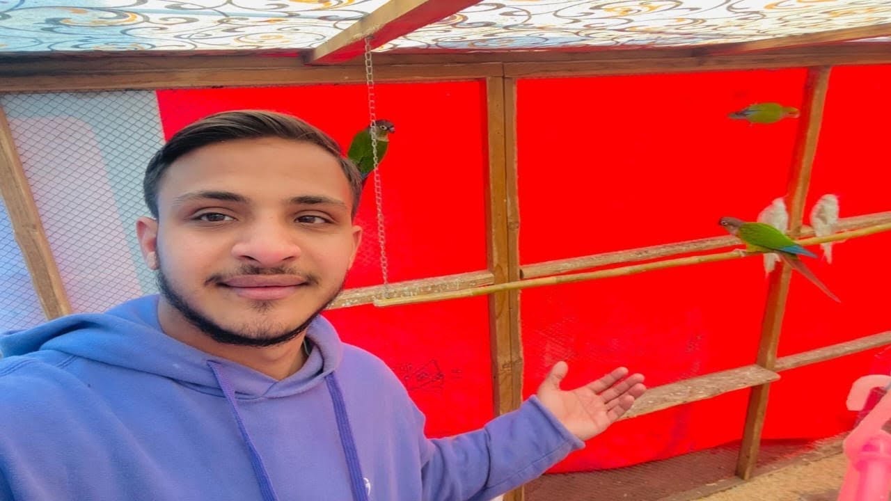 Bade Parrot Master Cage Mein Chhod Diye