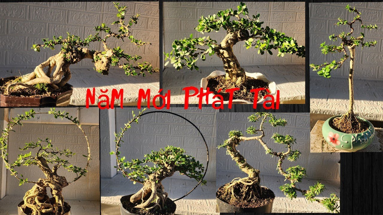 CLIP 363, 2/1/2026. Bonsai Mini, bonsai để bàn giá mừng xuân. Lh #0909110695  Zalo Viễn. 