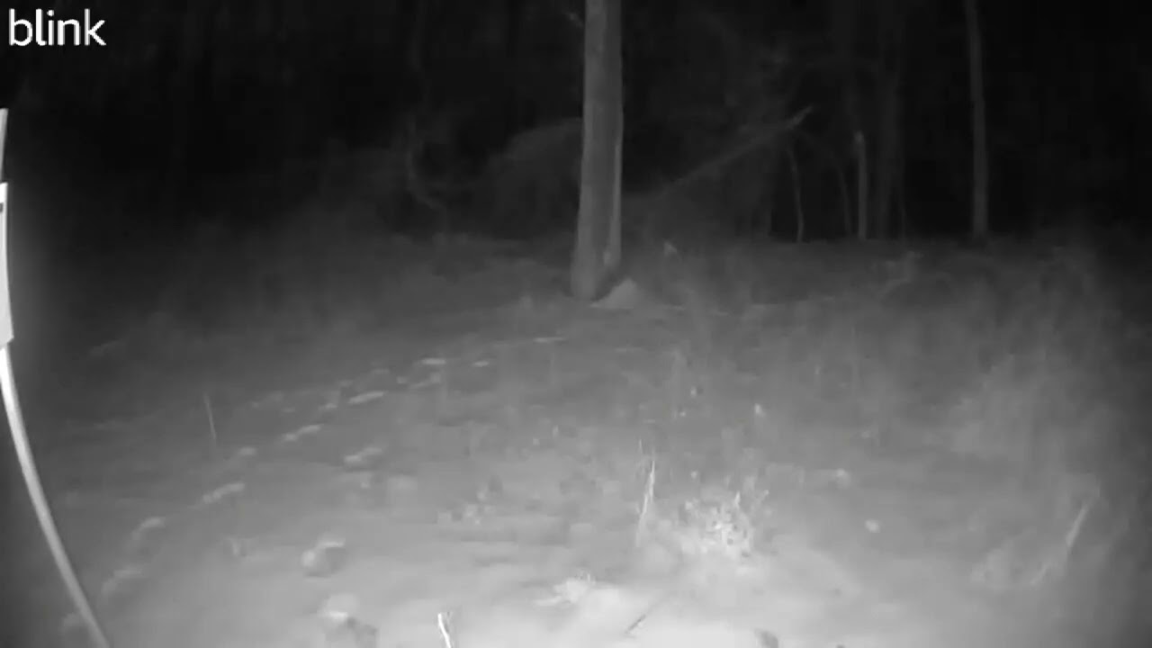 Strange Lights in the Woods