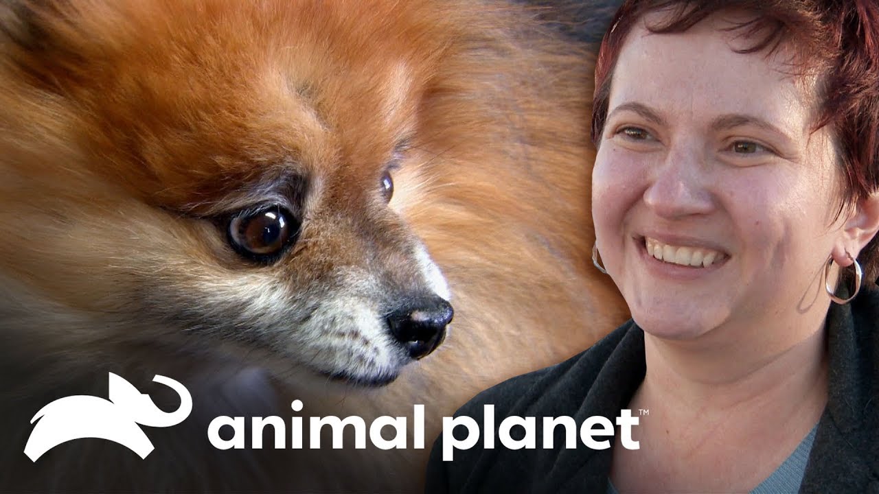 Este perrito necesita una limpieza dental | Dr. Jeff, Veterinario | Animal Planet