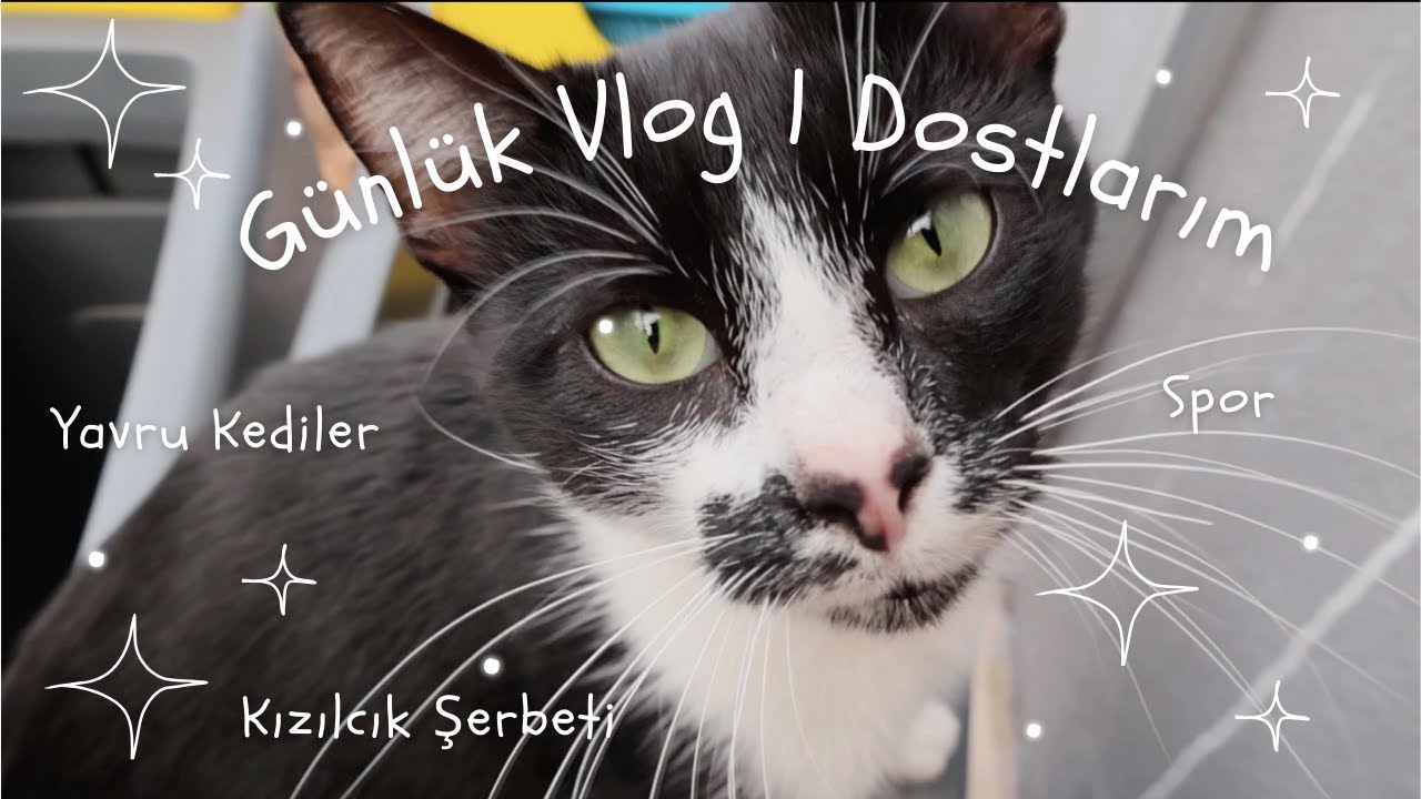 Kişisel VLOG 1🕺🏻🕺🏻 (Cilt doktoru, spor, kediler, ve boşşş)