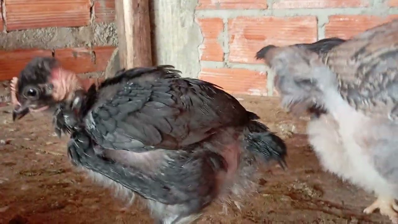 Balões tradicional com bom crescimento 