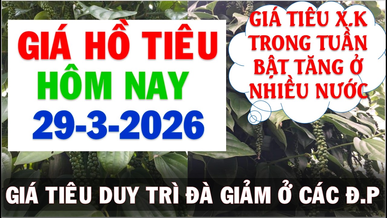 Gi&aacute; Hồ ti&ecirc;u h&ocirc;m nay ng&agrave;y 29/3/2026|Gi&aacute; ti&ecirc;u X.K bật tăng ở nhiều nước gi&aacute; ti&ecirc;u x&ocirc; giảm