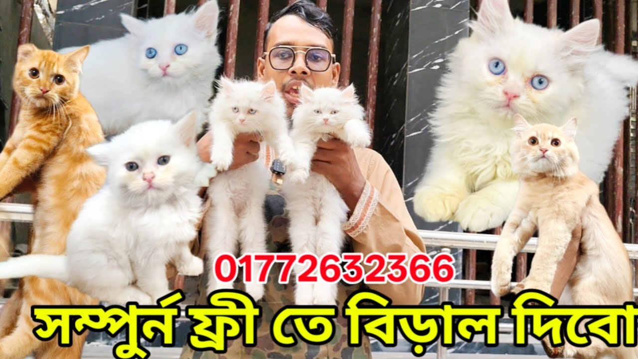 সম্পুর্ন ফ্রী তে বিড়াল দিবো | Persian  Cat Price in Bangladesh | Cat price in Bangladesh | #pet 