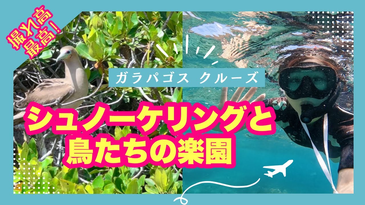 ガラパゴスクルーズ✨感動のシュノーケリングと鳥たちの楽園🕊️ヘノベサ島