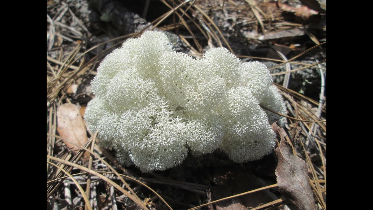 An Introduction to Lichen Gardening