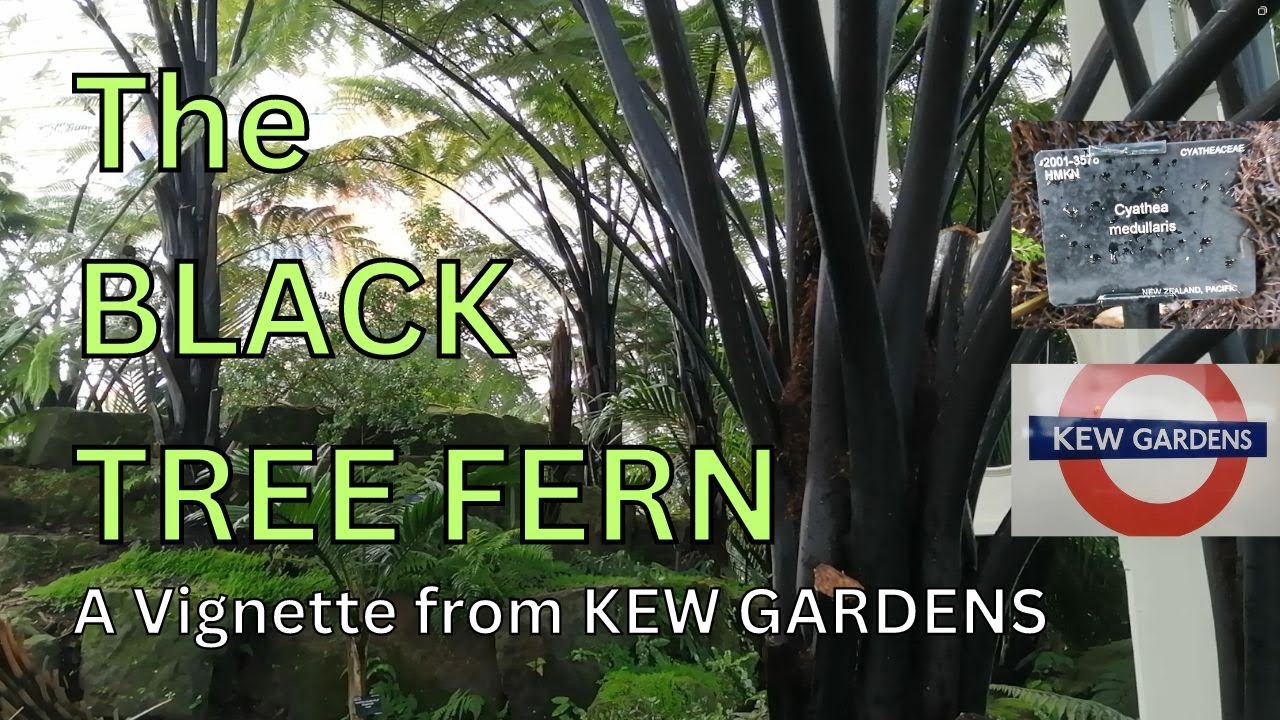 Black Tree Fern | Cyathea Medullaris | Mamaku