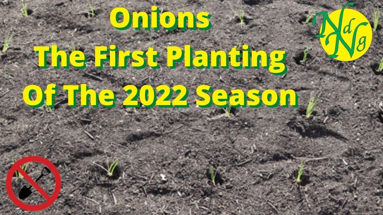 Onions The First Planting of the 2022 Season