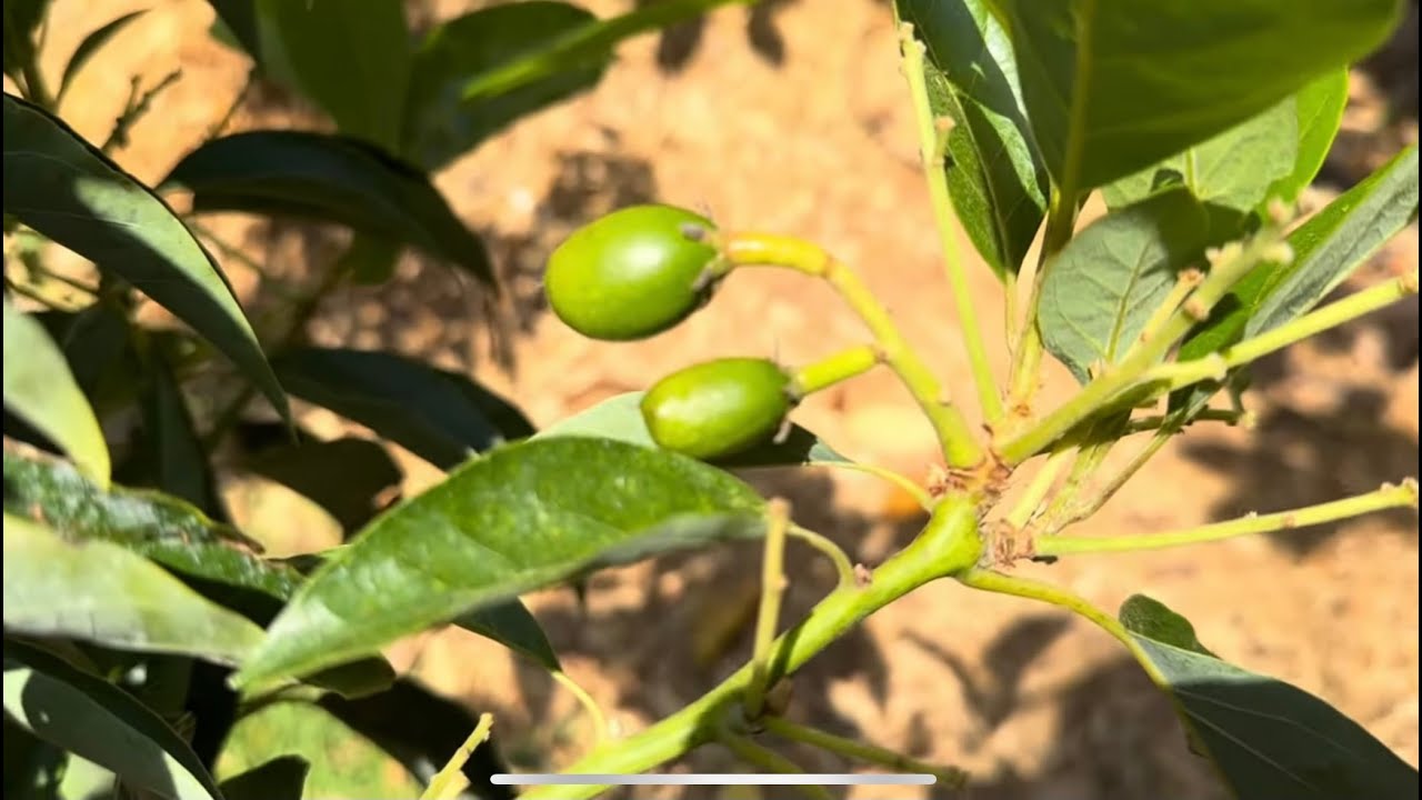 Poncho Avocado - Zone 9A Fruit Tree Update April 2024