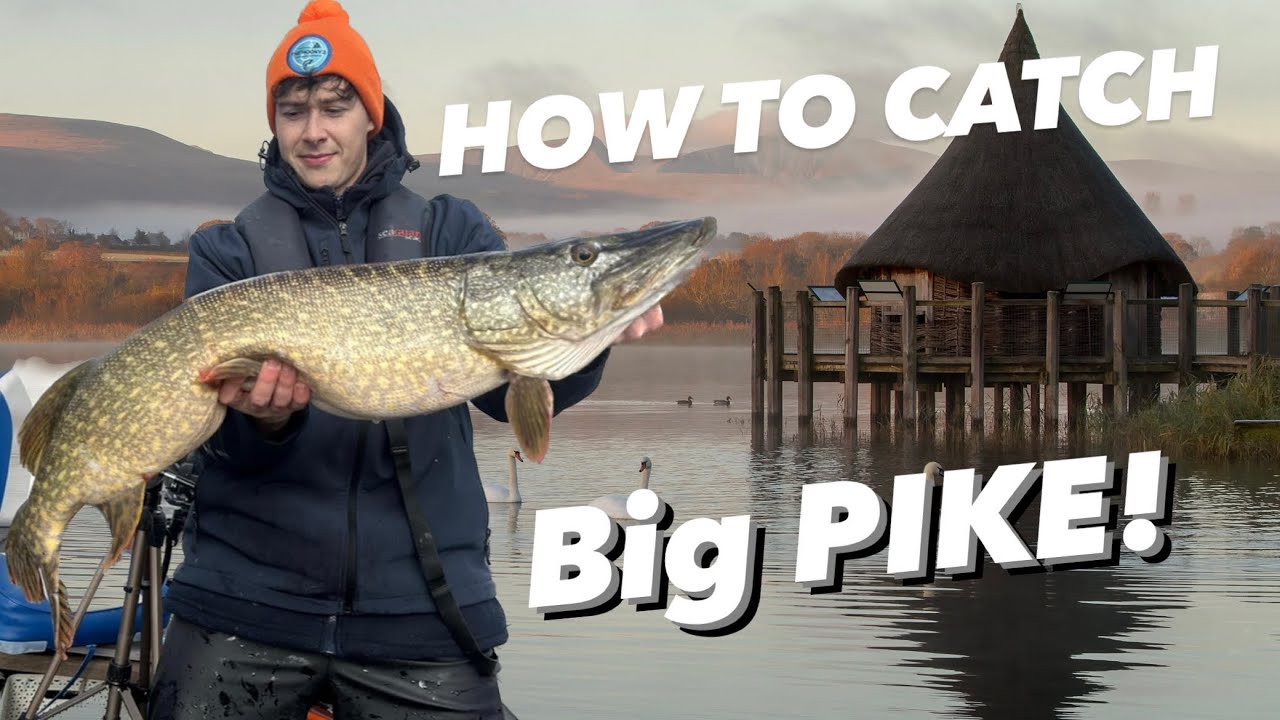 Lake fishing with deadbaits for big pike - Pike Fishing uk!