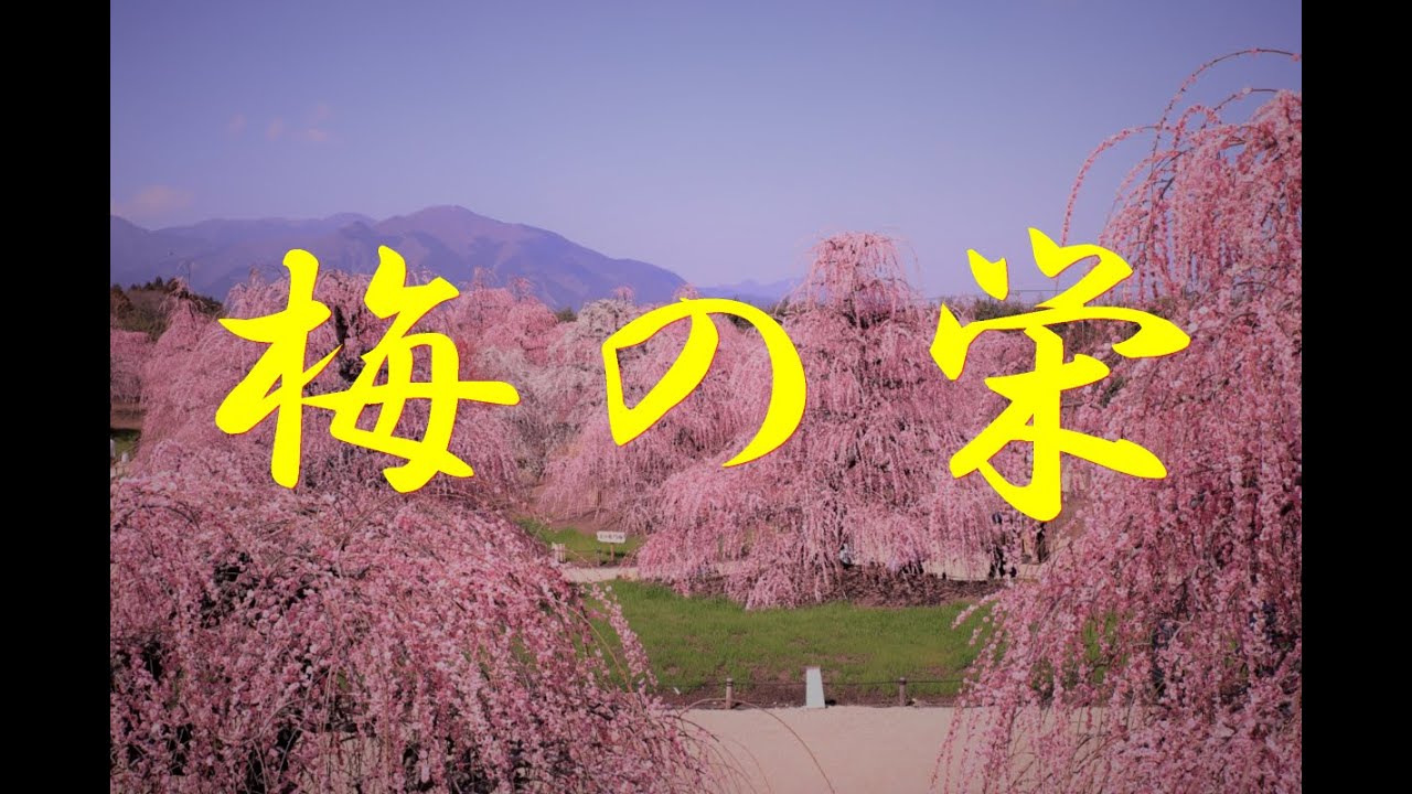 長唄　梅の栄(うめのさかえ)（umenosakae)＃梅の栄