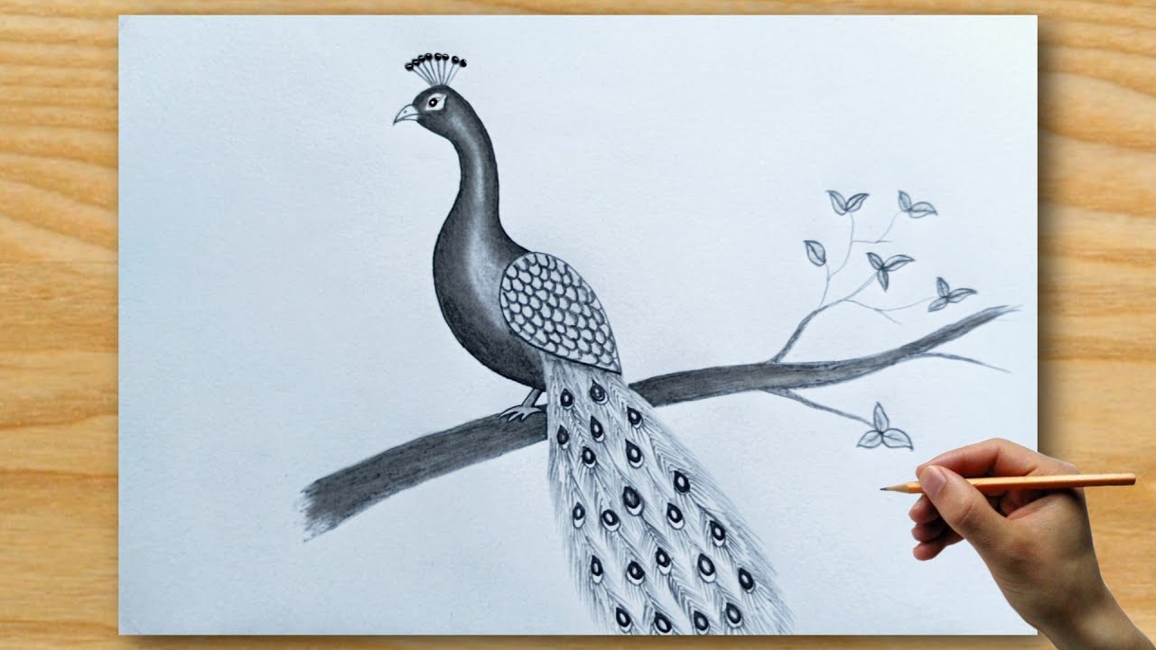 National Bird Drawing || Peacock Drawing Tutorial || How To Draw Peacock.