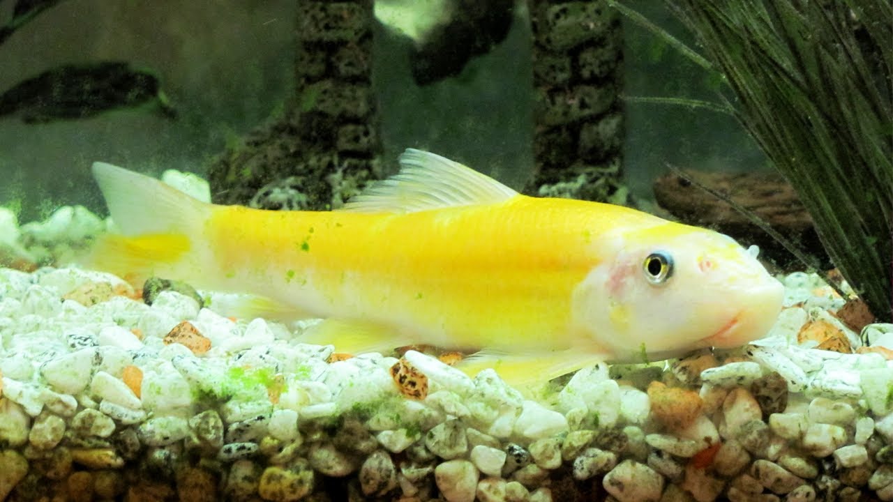 8 jenis ikan hias yang bisa memakan kotoran ikan lain dan membersihkan aquarium