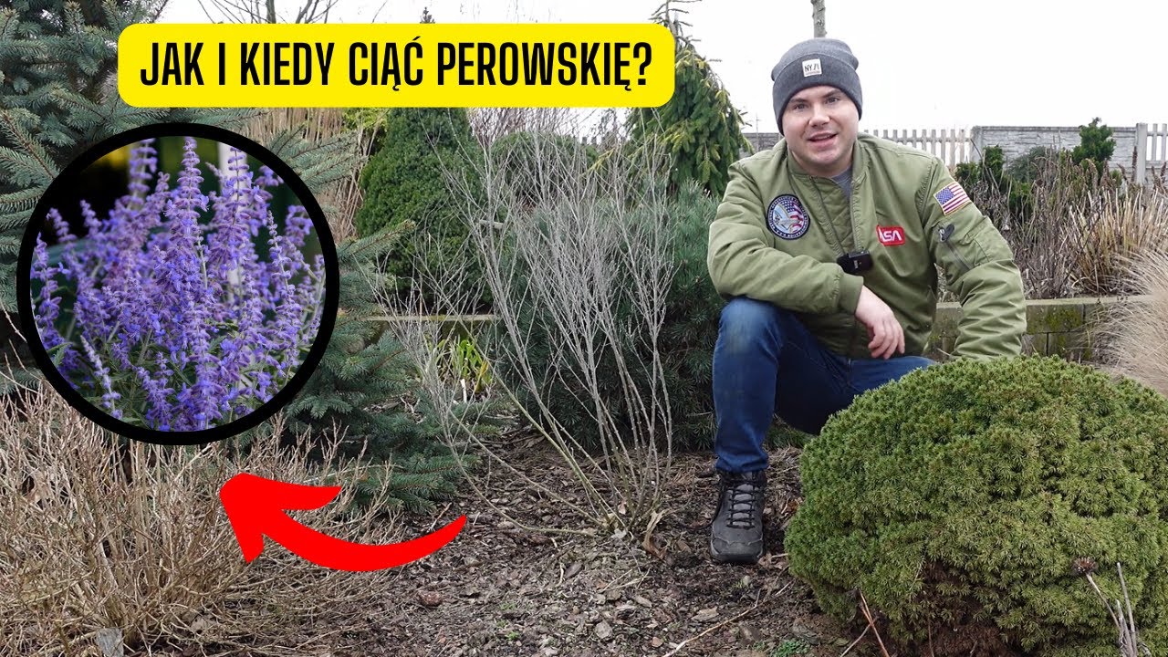 Jak i kiedy przycinać Perowskię? &ndash; Cięcie Szałwii rosyjskiej dla zdrowego wzrostu