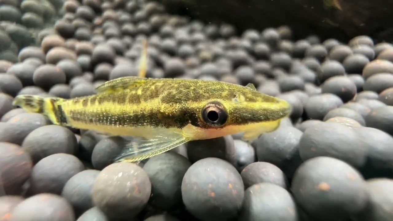 I like to imagine it’s a little alien world