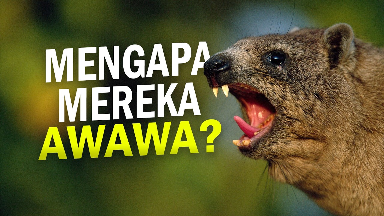 Mengapa Hyrax Awawa #AlamSemenit