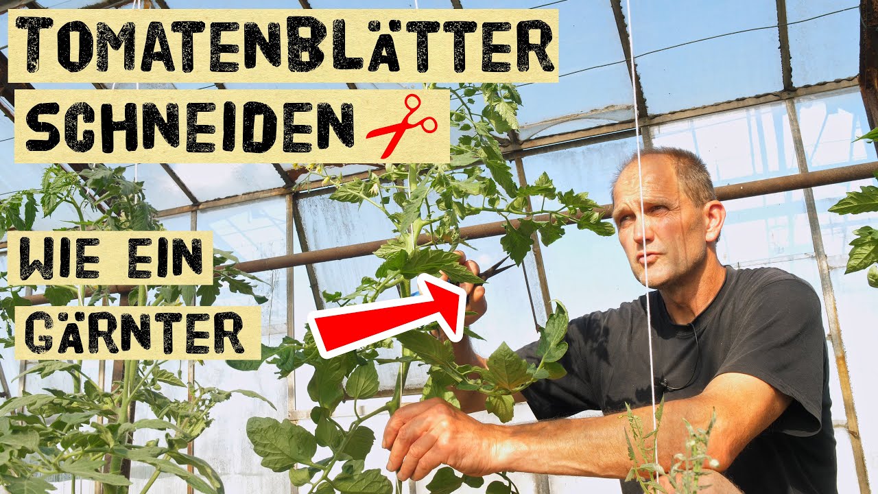 Diese Tomatenblätter müssen stehenbleiben - Diese können weggeschnitten werden zur richtigen Zeit.