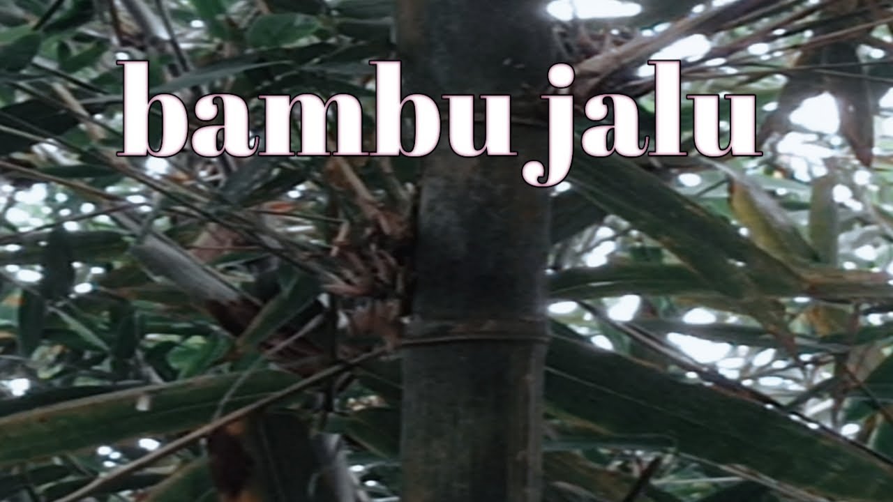 Ini lah bambu yang di buru banyak orang jika melihat bambu ini ambelah