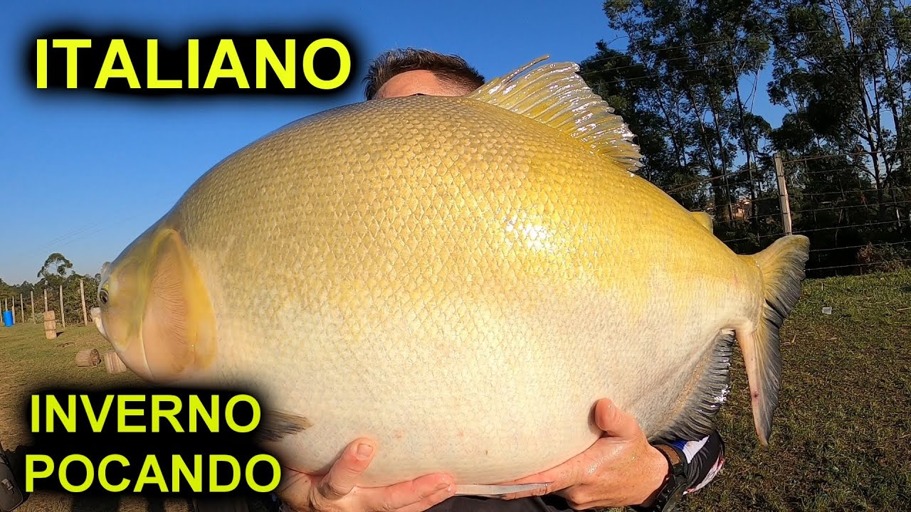 O ITALIANO CONTINUA TOP / SÓ PEIXÃO