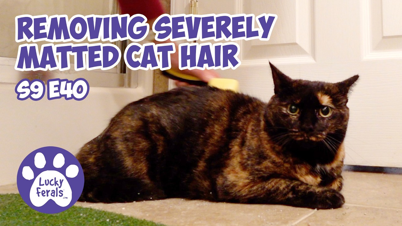 The Kitten Is Sick, Matted Cat Hair Removal - Rescue Kitten Day.45 - Lucky Ferals Cat Vlog S9 E40